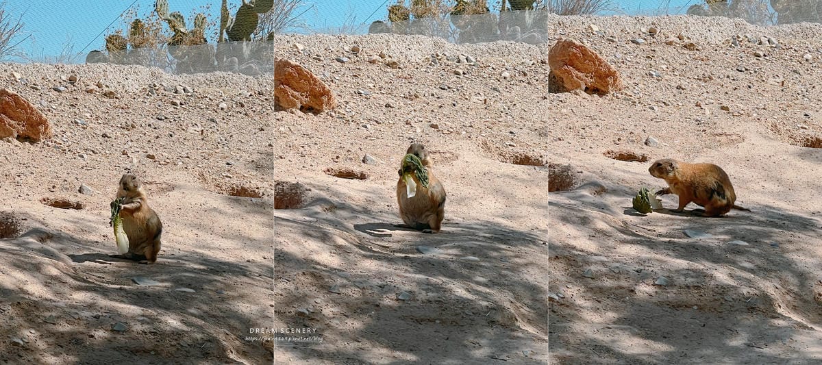 Arizona-Sonora Desert Museum Arizona-Sonora Desert Museum