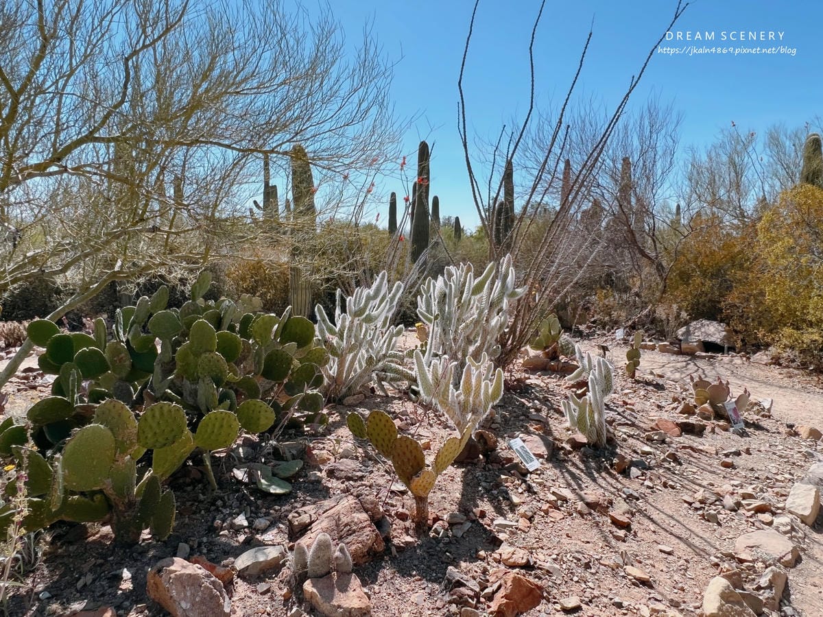 Arizona-Sonora Desert Museum Arizona-Sonora Desert Museum