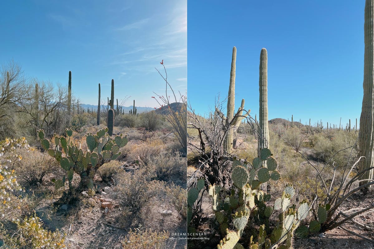 Saguaro National Park Saguaro National Park