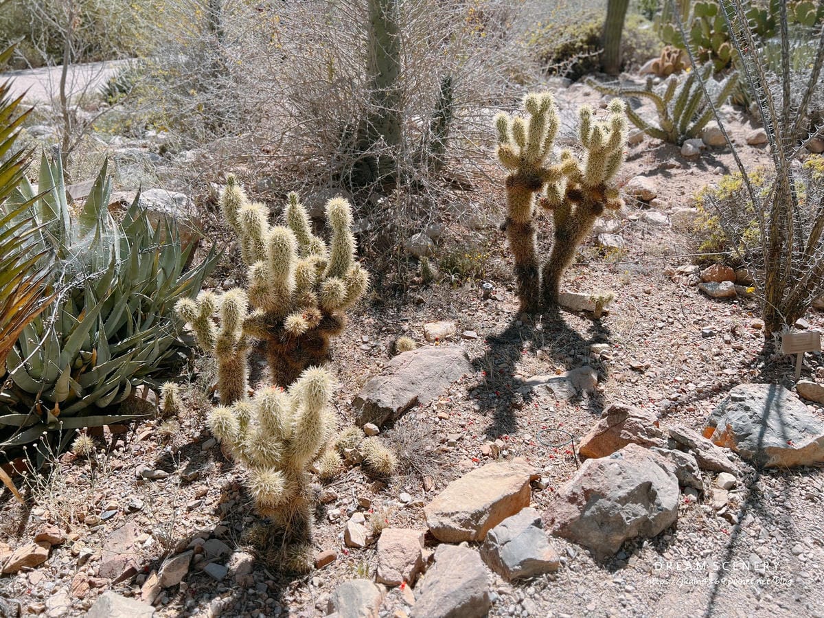 Arizona-Sonora Desert Museum Arizona-Sonora Desert Museum
