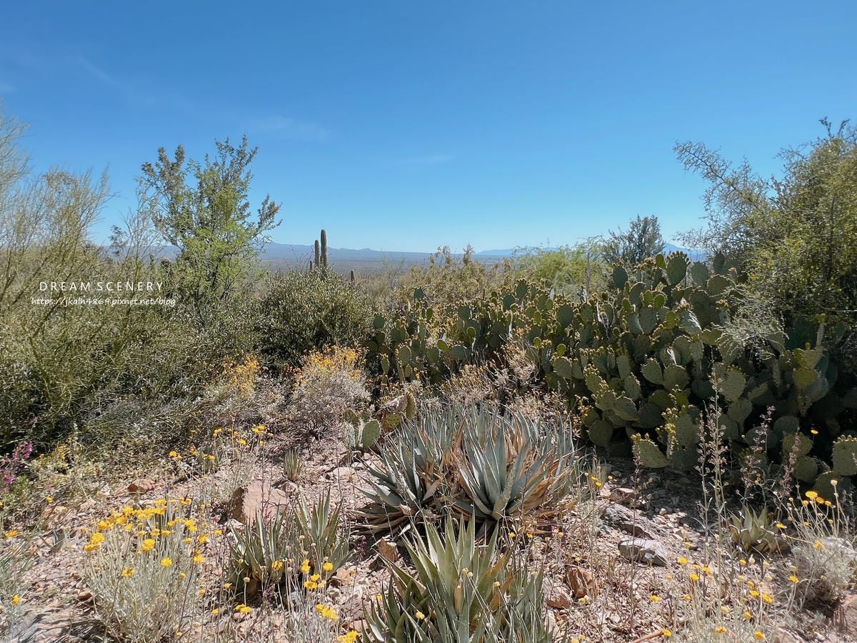 Arizona-Sonora Desert Museum Arizona-Sonora Desert Museum