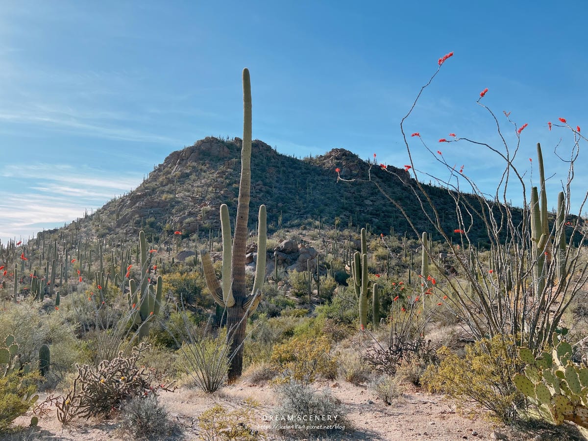 Saguaro National Park Saguaro National Park