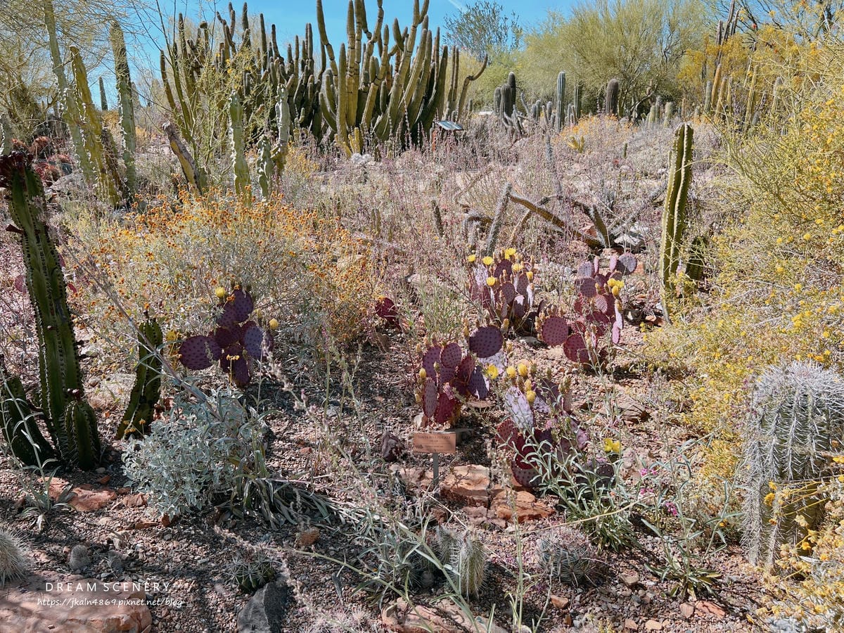 Arizona-Sonora Desert Museum Arizona-Sonora Desert Museum