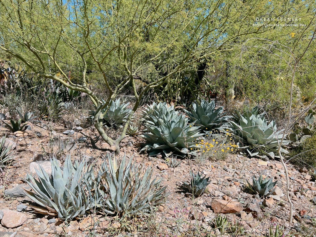 Arizona-Sonora Desert Museum Arizona-Sonora Desert Museum