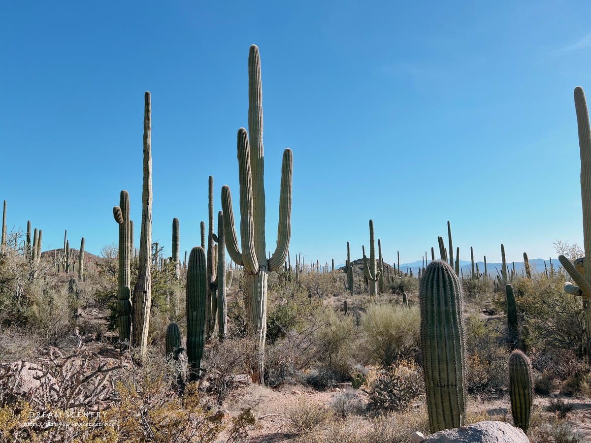 Saguaro National Park Saguaro National Park