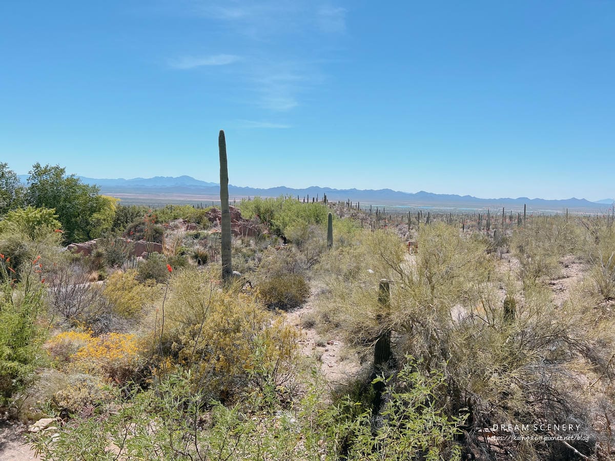 Arizona-Sonora Desert Museum Arizona-Sonora Desert Museum