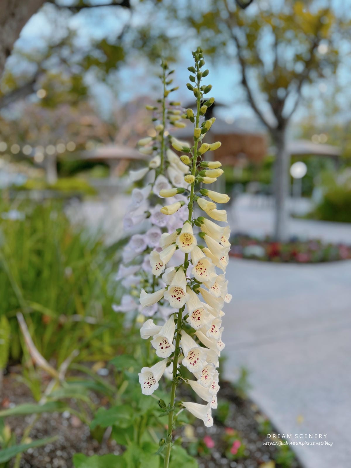 【美國-洛杉磯】Sheraton Park Hotel at the Anaheim Resort