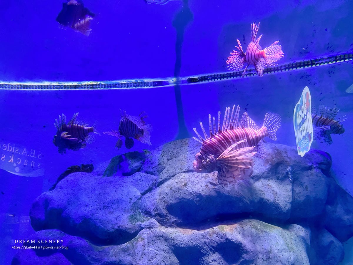 S.E.A AQUARIUM