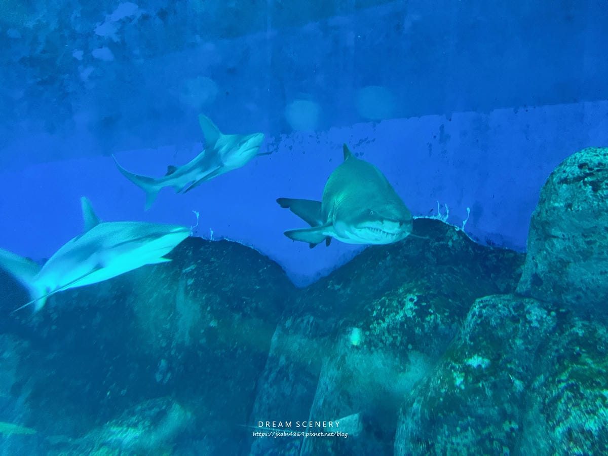 S.E.A AQUARIUM