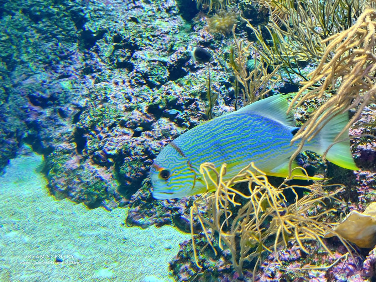S.E.A AQUARIUM