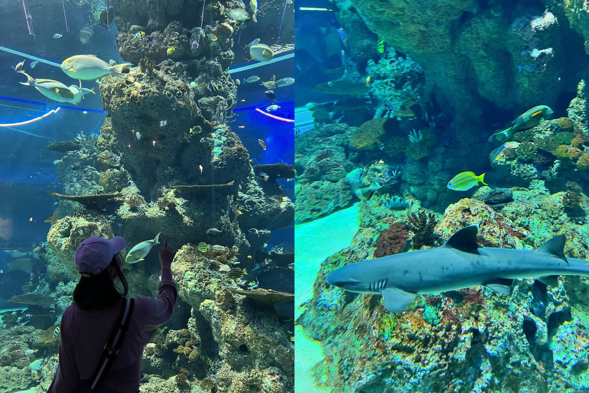 S.E.A AQUARIUM