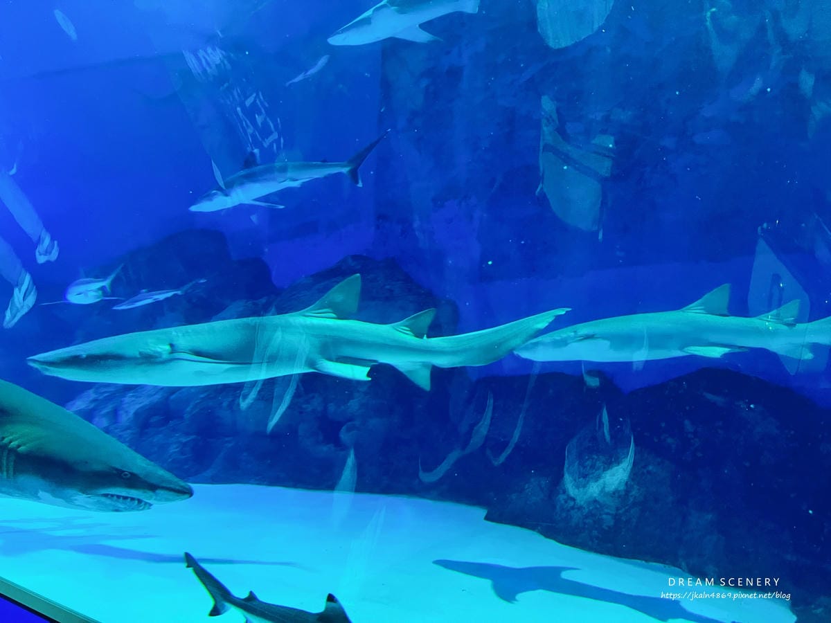 S.E.A AQUARIUM