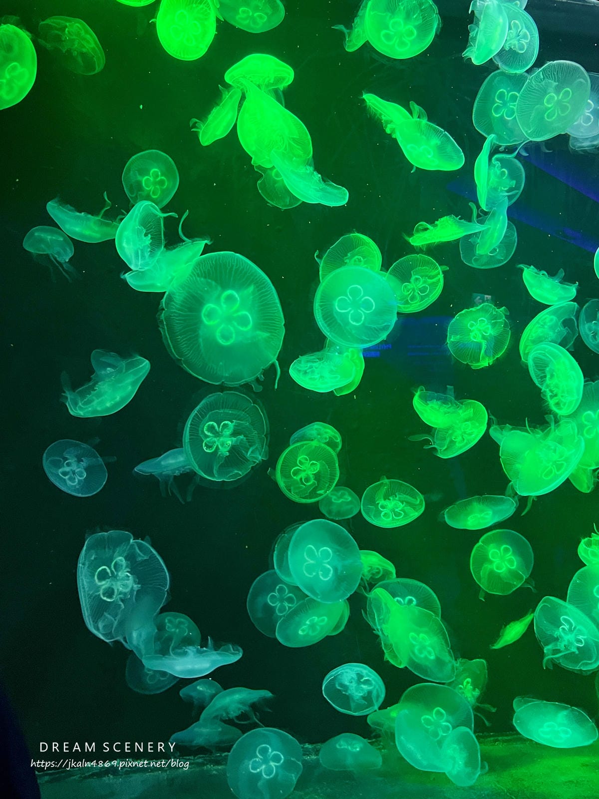 S.E.A AQUARIUM