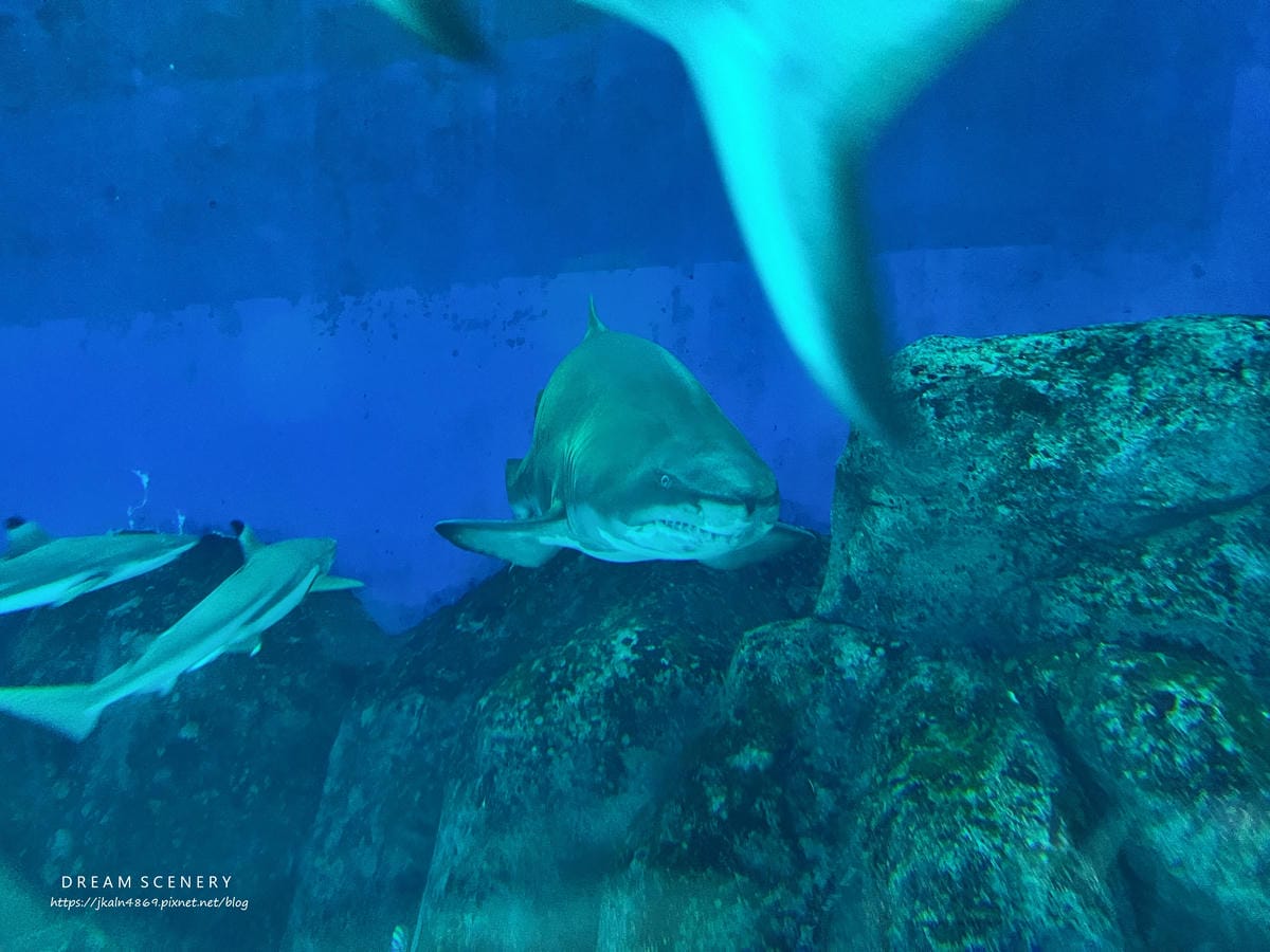 S.E.A AQUARIUM