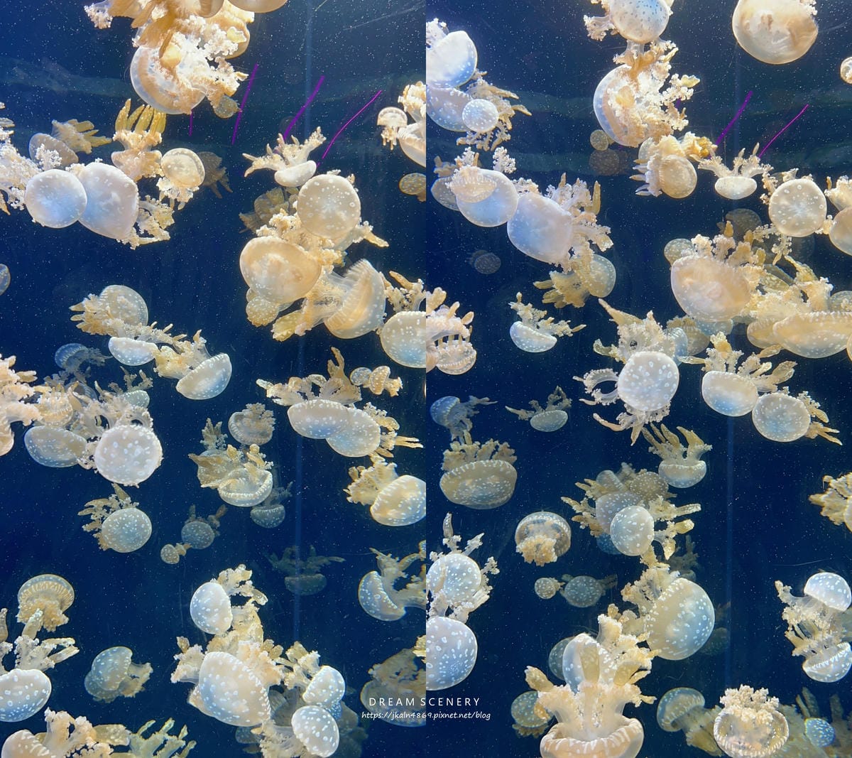 S.E.A AQUARIUM