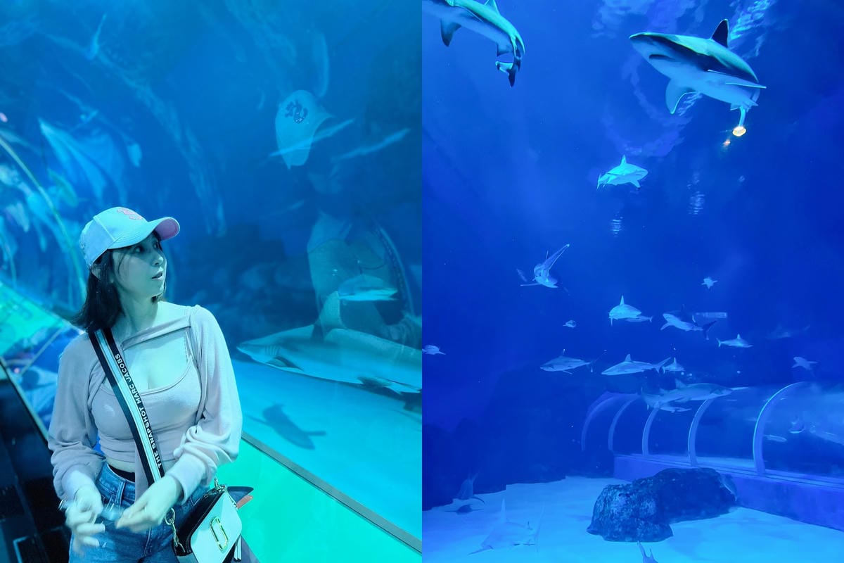 S.E.A AQUARIUM