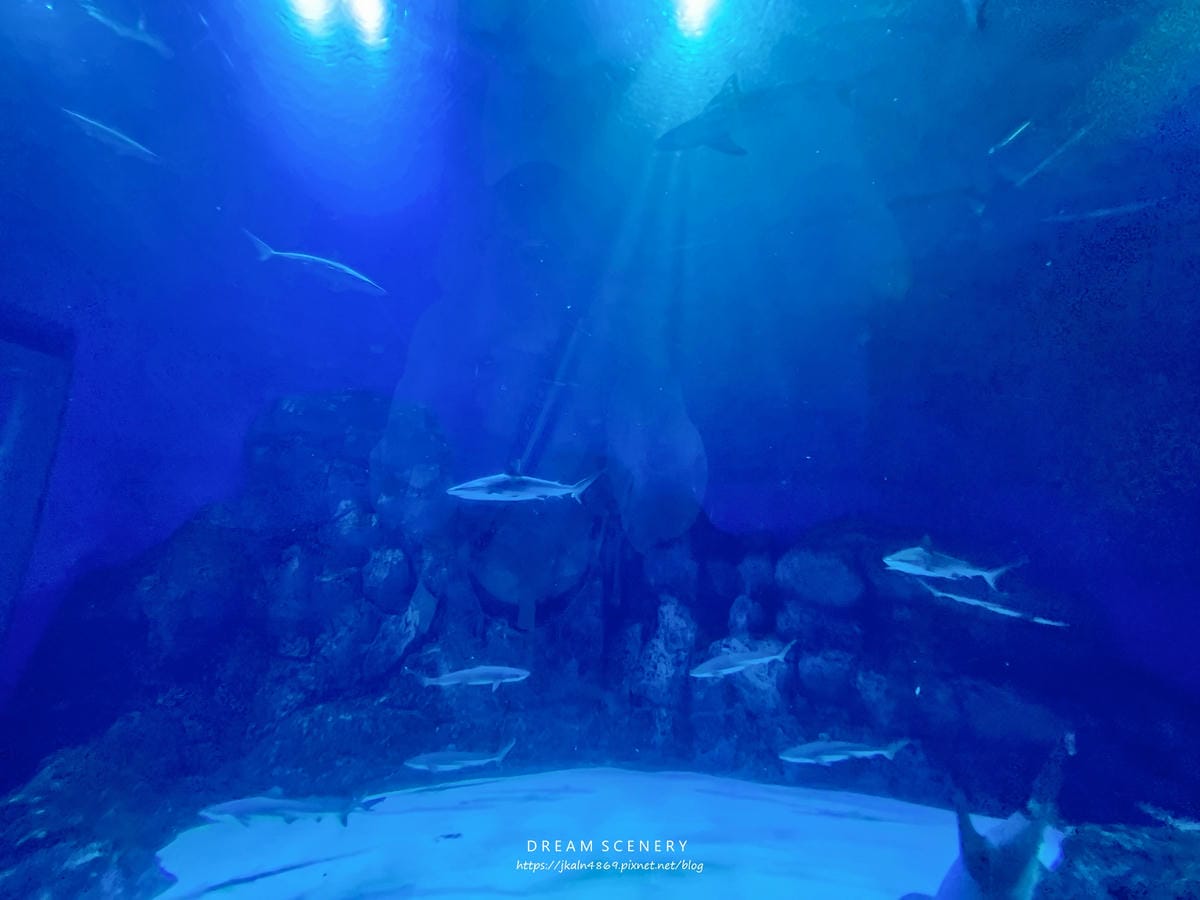 S.E.A AQUARIUM