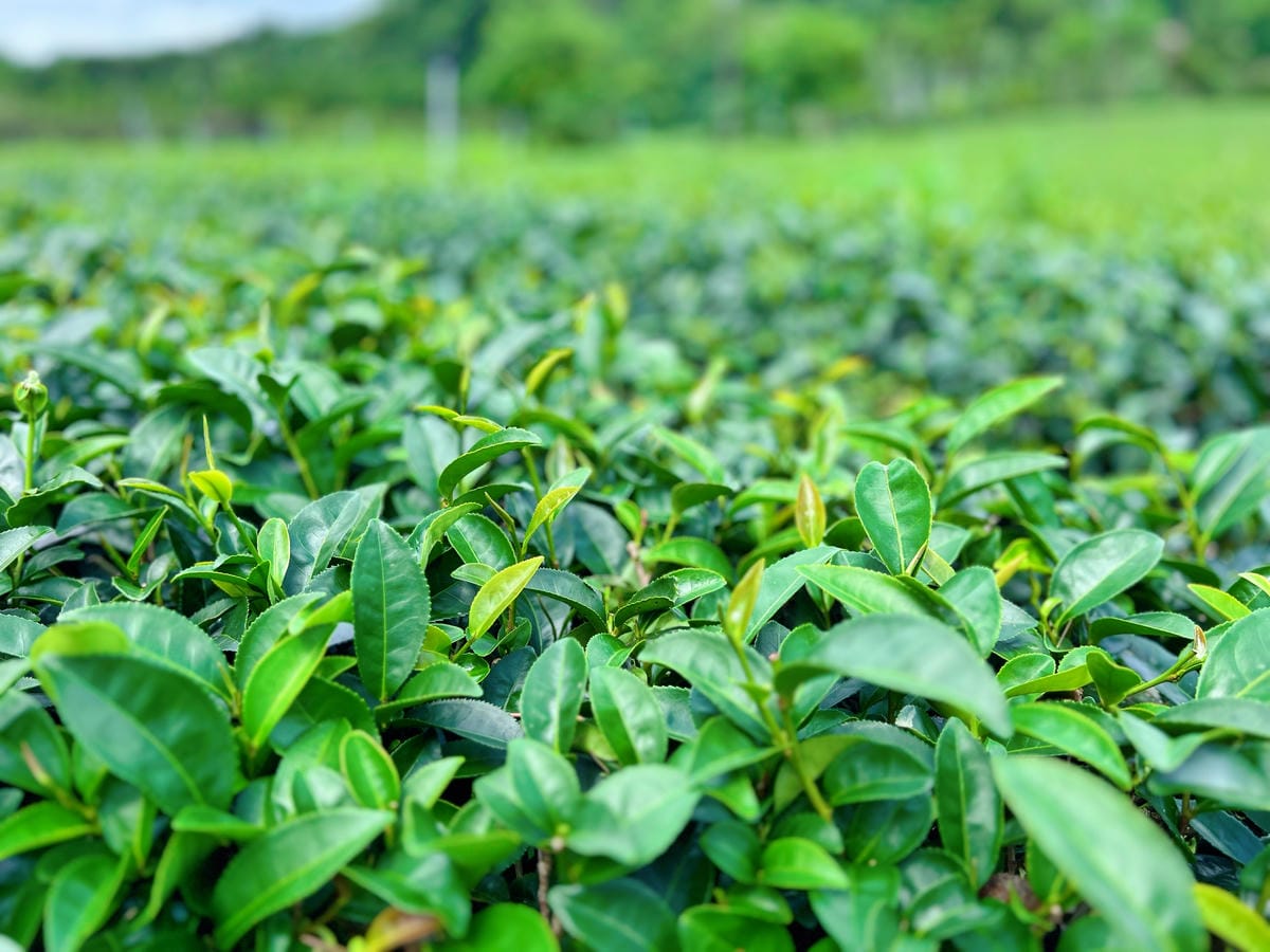 佳芳茶園 佳芳茶園