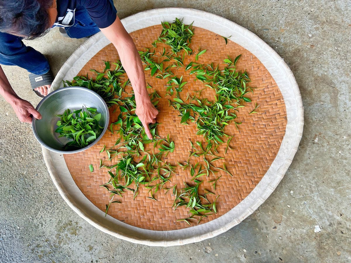 佳芳茶園 佳芳茶園