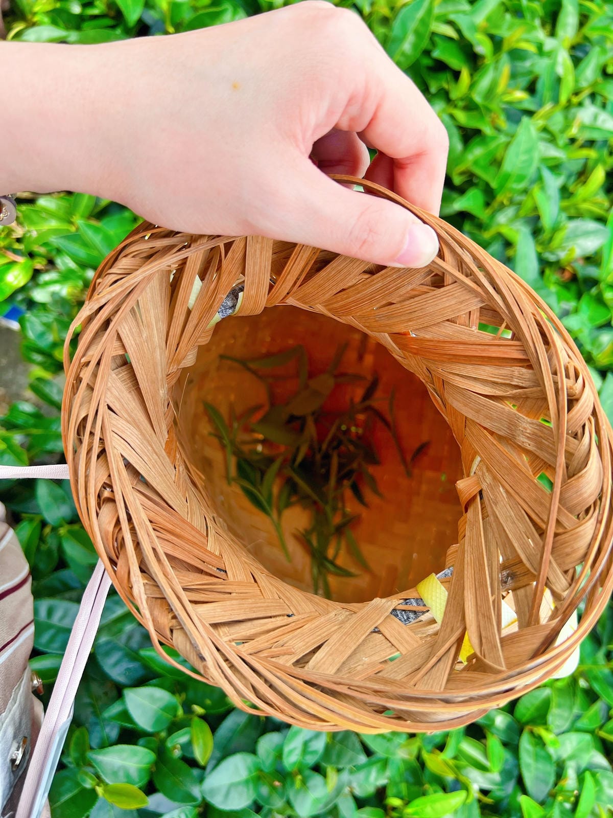 佳芳茶園 佳芳茶園
