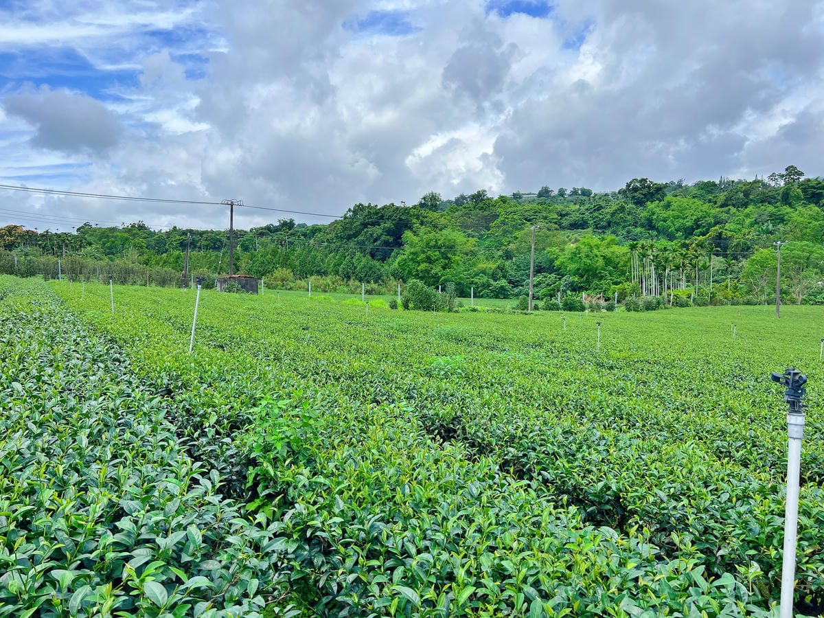佳芳茶園 佳芳茶園