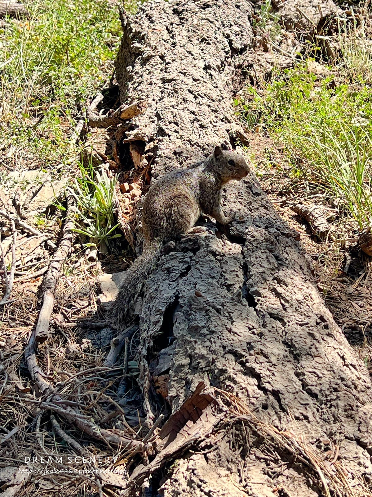 優勝美地國家公園 Yosemite National Park 優勝美地國家公園 Yosemite National Park