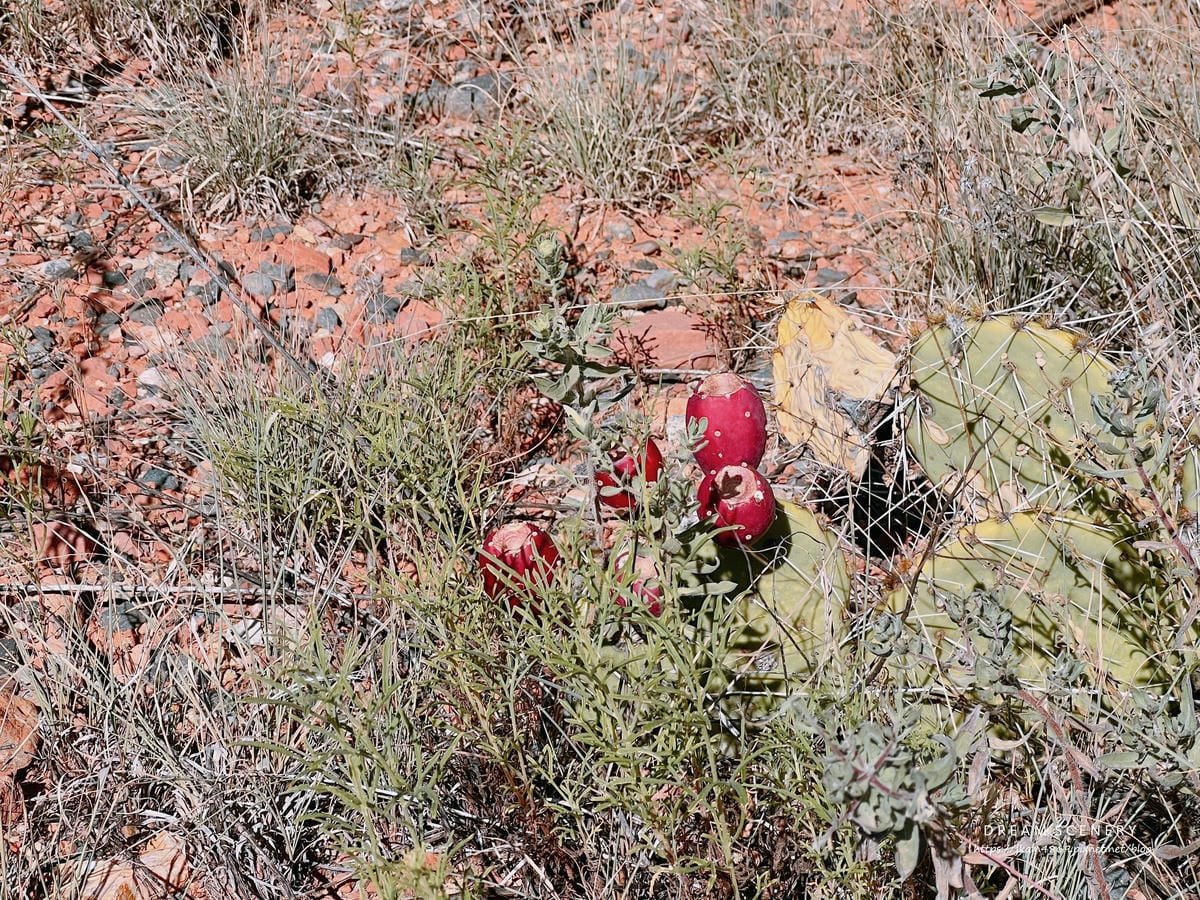 【美國-Arizona】 Sedona紅色岩層│紅岩聖十字教 【美國-Arizona】 Sedona紅色岩層│紅岩聖十字教