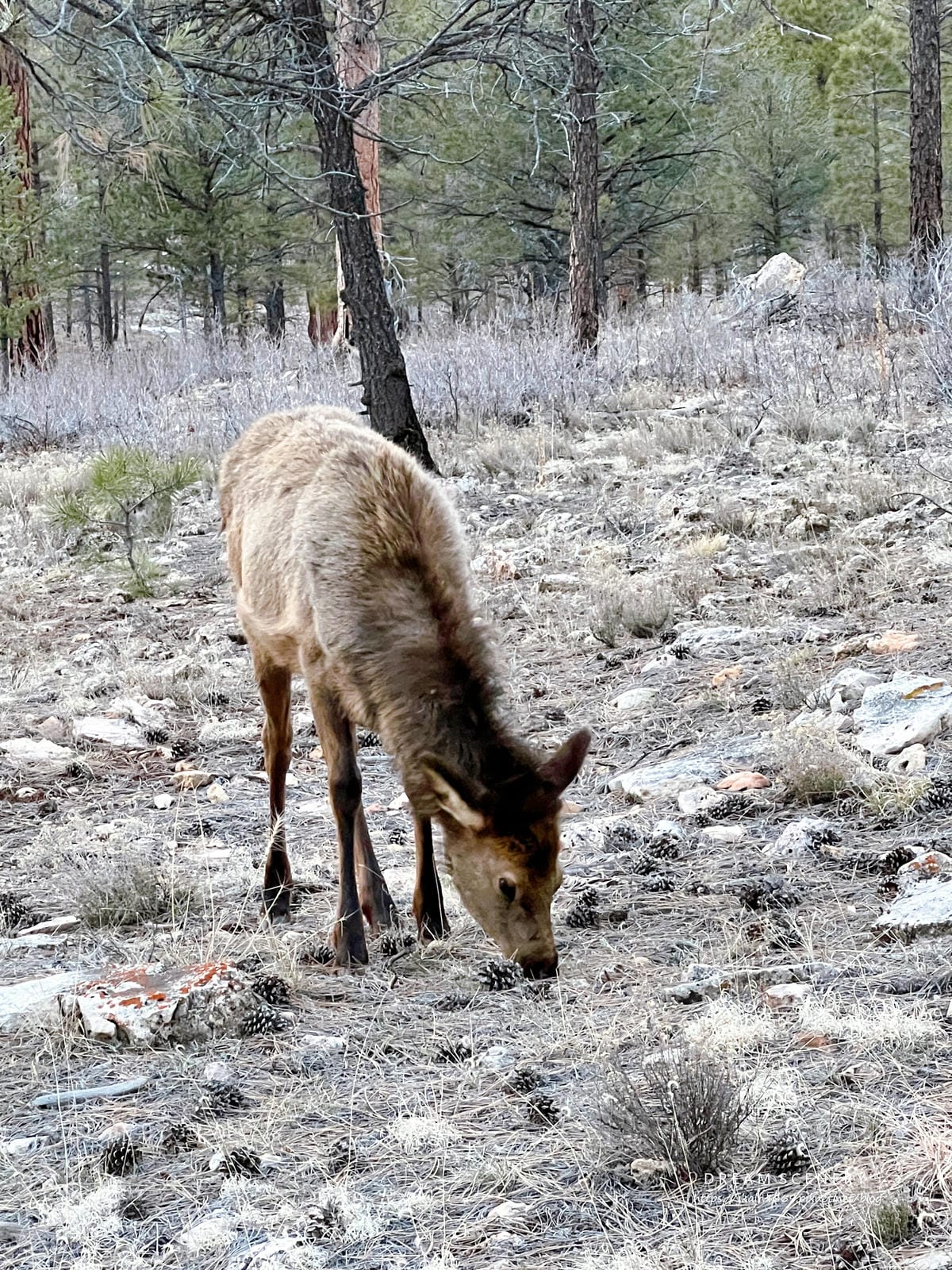 【美國-Arizona】 大峽谷國家公園(南緣) │Gran 【美國-Arizona】 大峽谷國家公園(南緣) │Gran