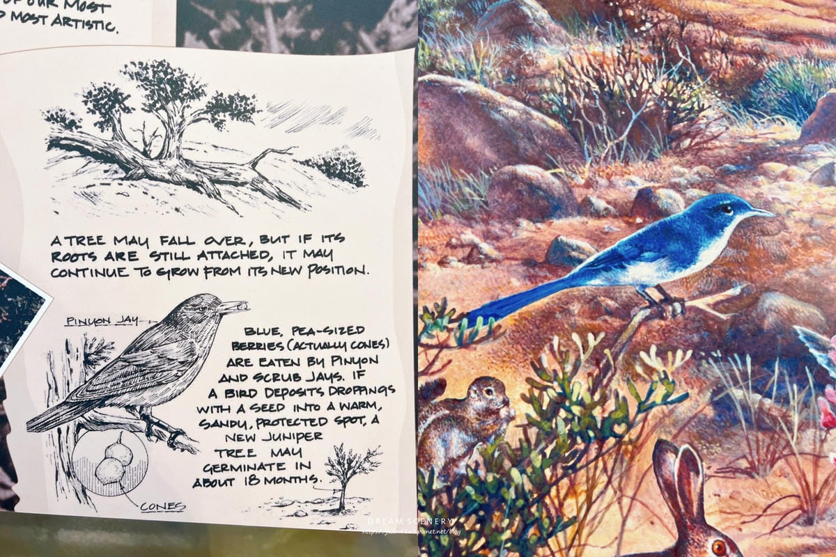 【美國-Utah】 猶他州代表地標之一│拱門國家公園│Arc 【美國-Utah】 猶他州代表地標之一│拱門國家公園│Arc