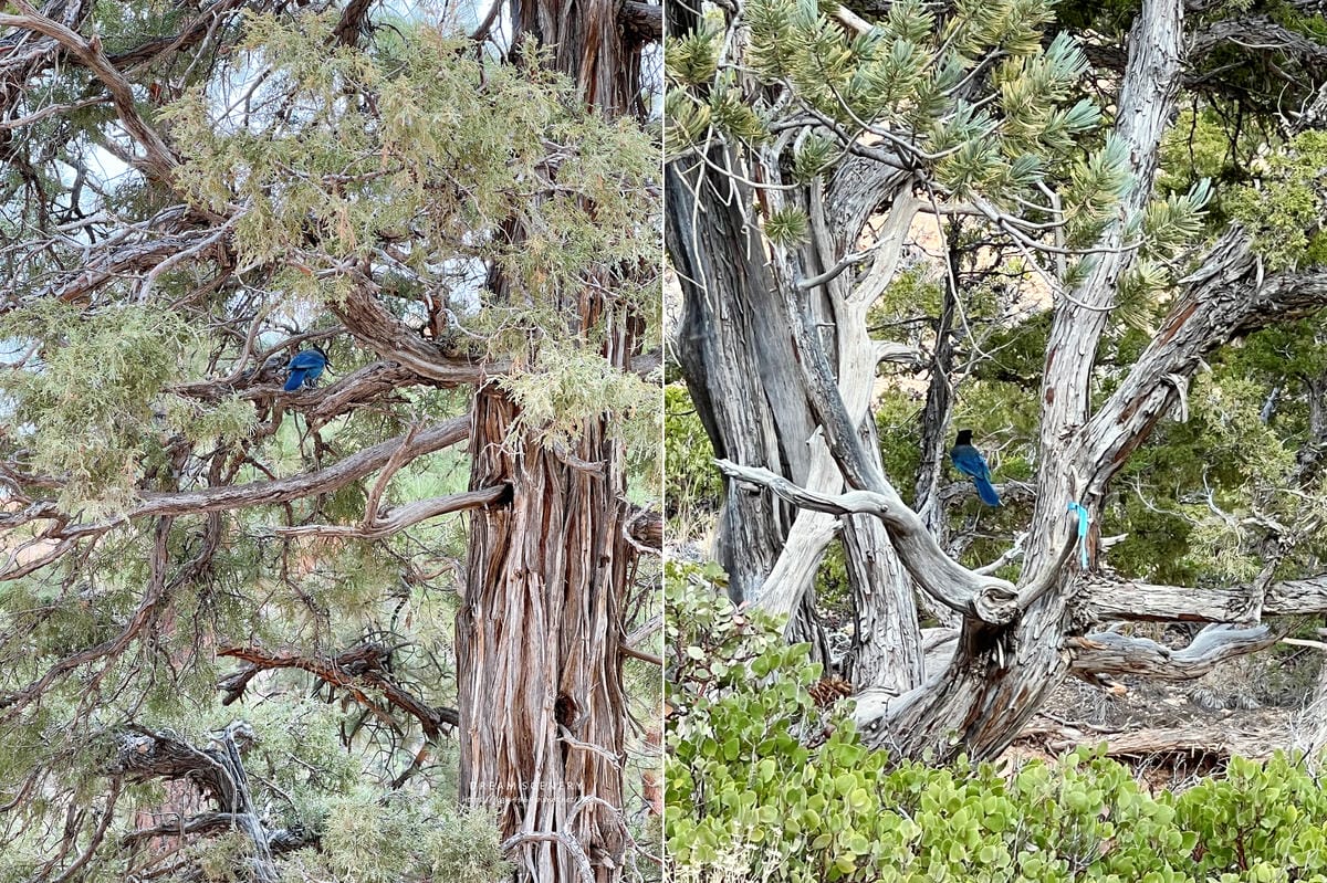 布萊斯峽谷國家公園 Bryce Canyon National Park 布萊斯峽谷國家公園 Bryce Canyon National Park