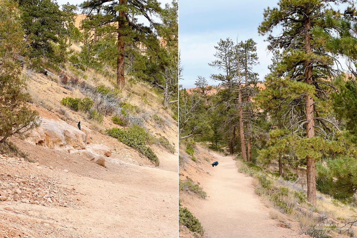 布萊斯峽谷國家公園 Bryce Canyon National Park 布萊斯峽谷國家公園 Bryce Canyon National Park