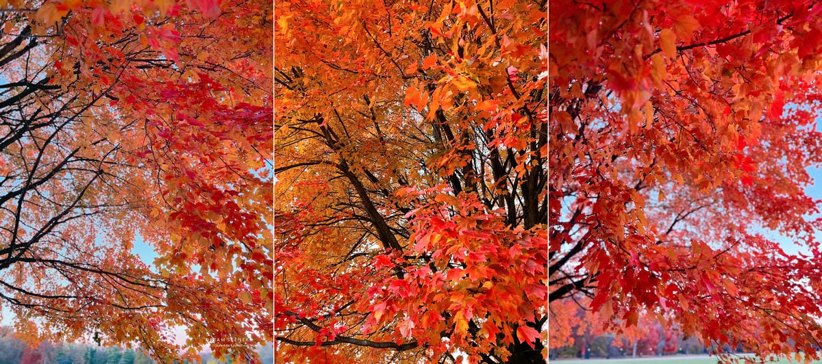 中央公園 Central Park 中央公園 Central Park