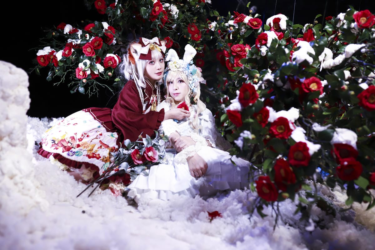雪中椿花 雪中椿花
