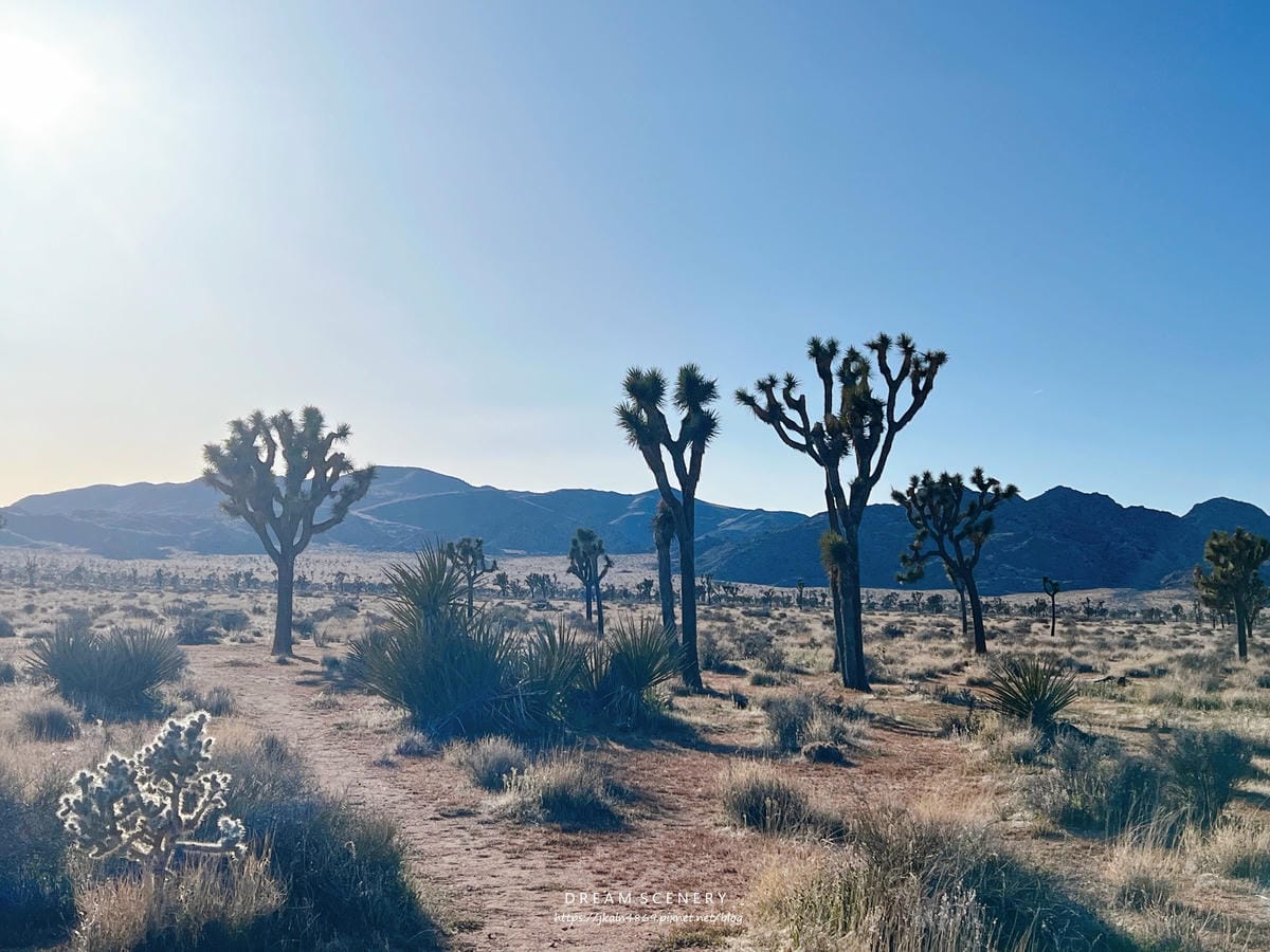 【美國-California】南加州美國國家公園│約書亞樹國 【美國-California】南加州美國國家公園│約書亞樹國