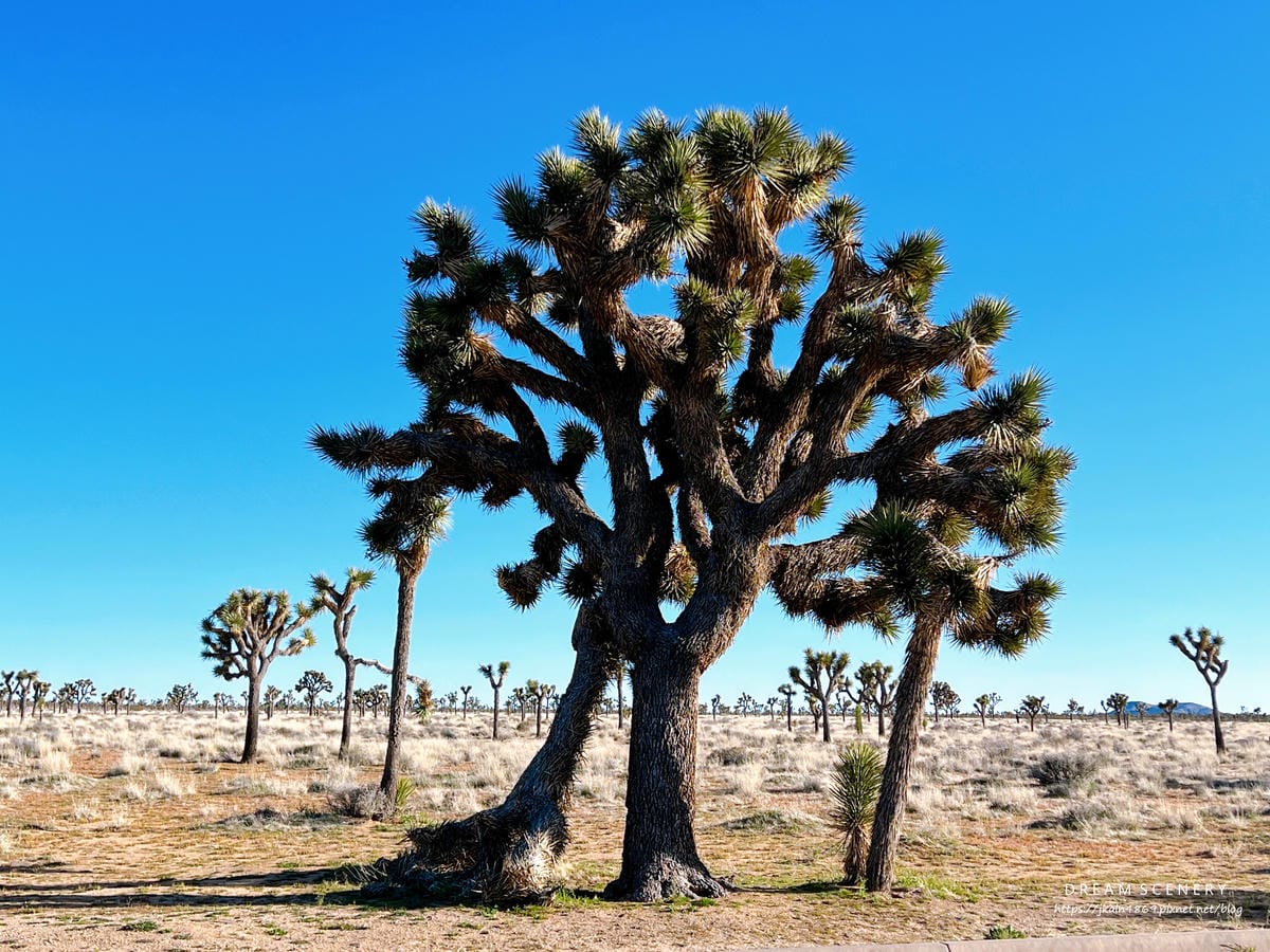 【美國-California】南加州美國國家公園│約書亞樹國 【美國-California】南加州美國國家公園│約書亞樹國