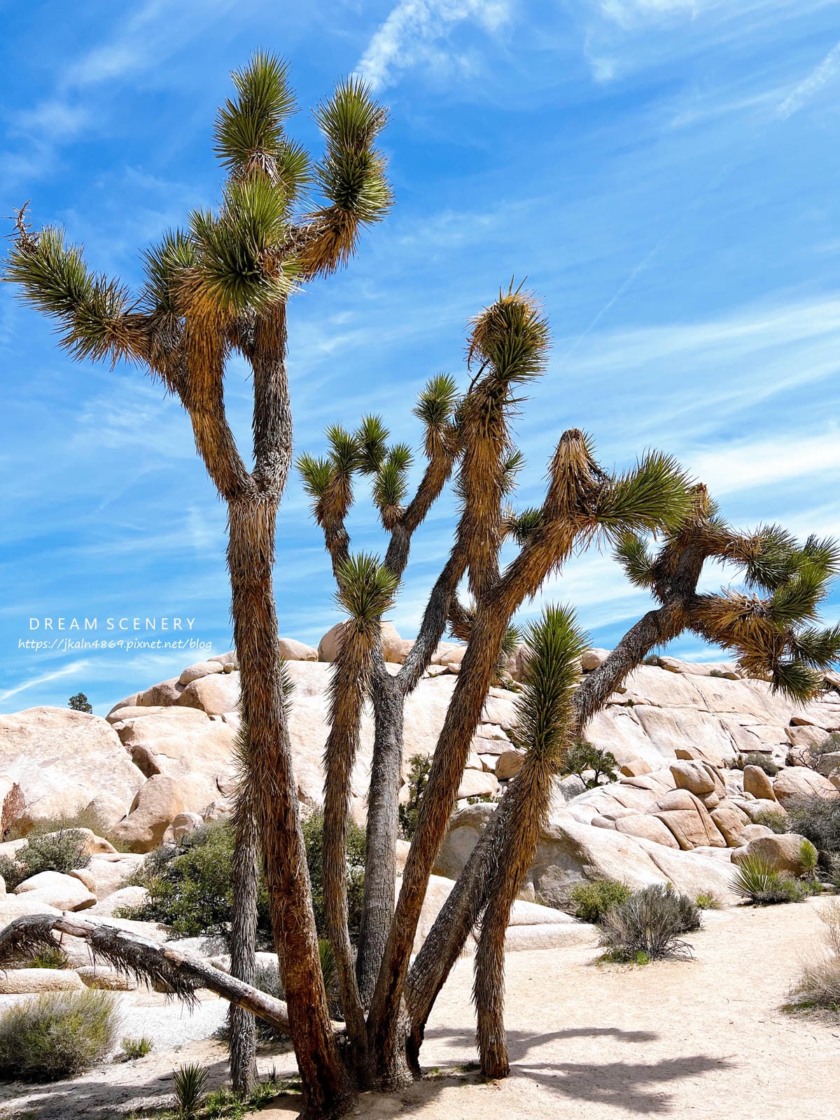 【美國-California】南加州美國國家公園│約書亞樹國 【美國-California】南加州美國國家公園│約書亞樹國