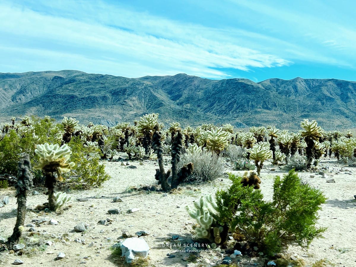 【美國-California】南加州美國國家公園│約書亞樹國 【美國-California】南加州美國國家公園│約書亞樹國