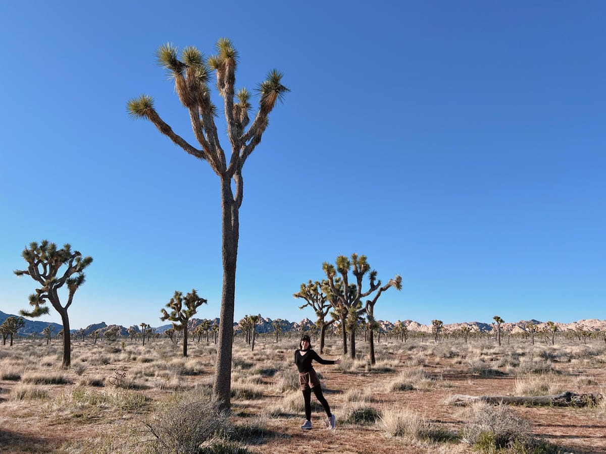 【美國-California】南加州美國國家公園│約書亞樹國 【美國-California】南加州美國國家公園│約書亞樹國