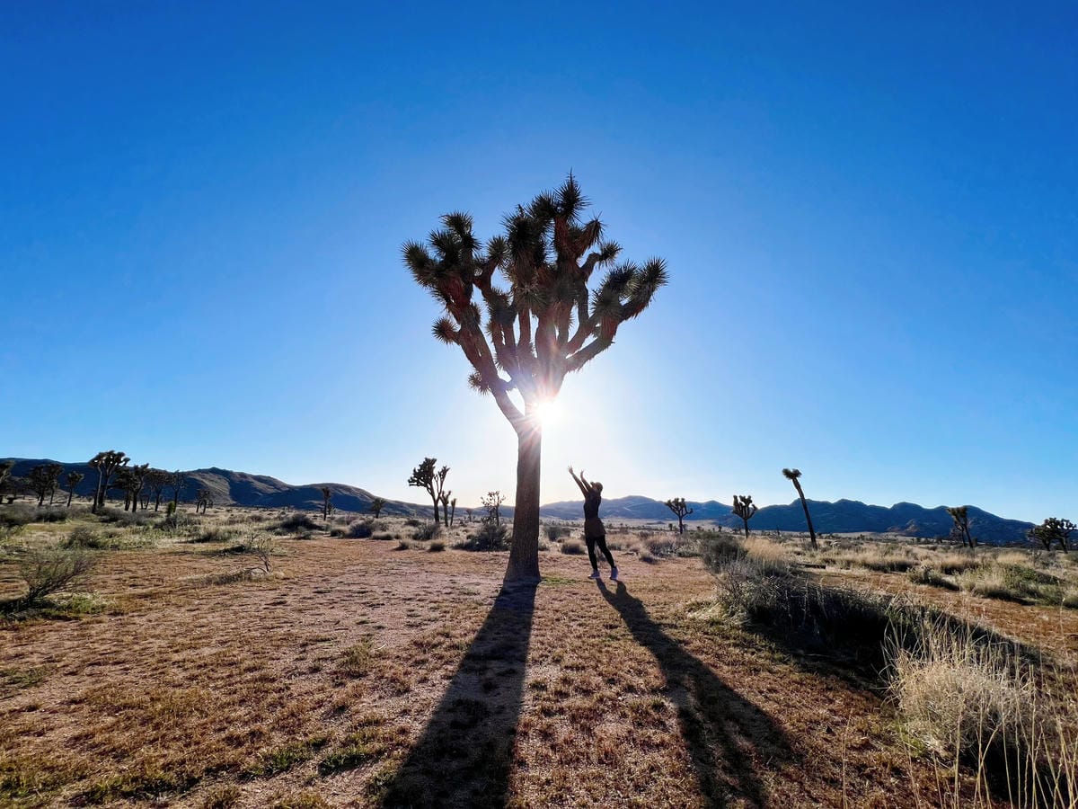 【美國-California】南加州美國國家公園│約書亞樹國 【美國-California】南加州美國國家公園│約書亞樹國