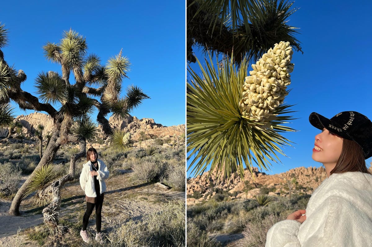 【美國-California】南加州美國國家公園│約書亞樹國 【美國-California】南加州美國國家公園│約書亞樹國