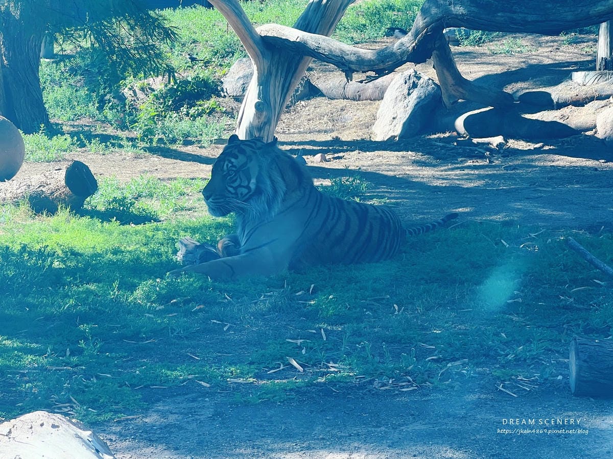 【美國-Arizona】城市級動物園│鳳凰城動物園│Phoe