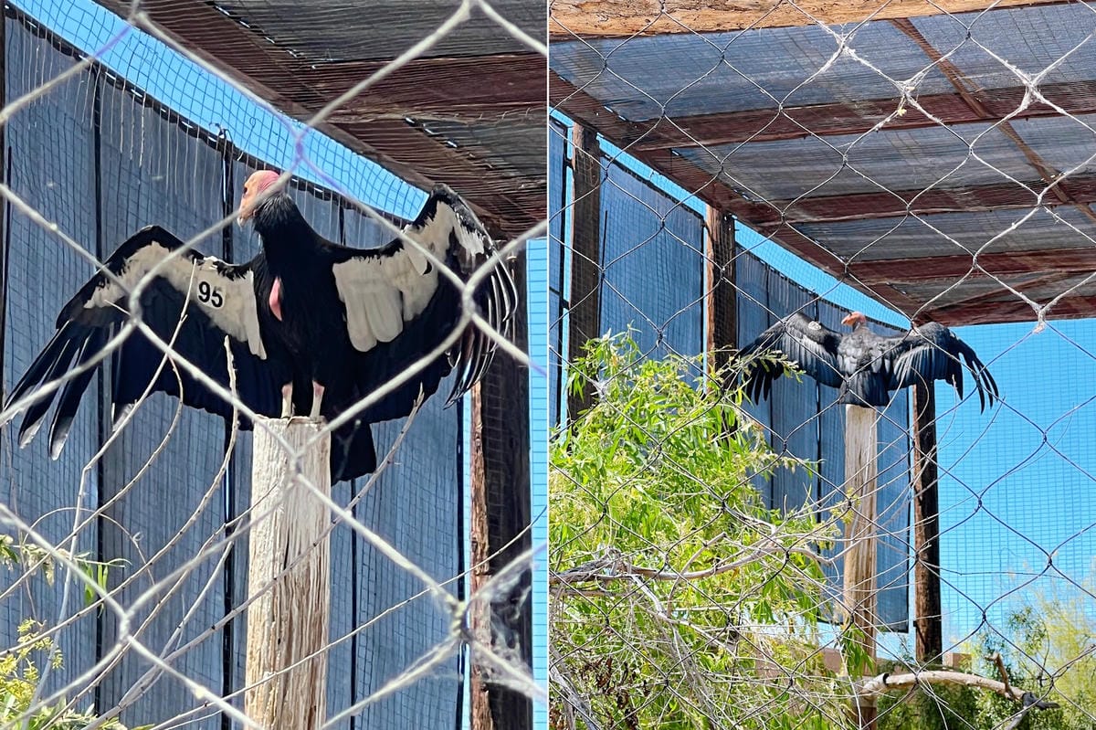 【美國-Arizona】城市級動物園│鳳凰城動物園│Phoe