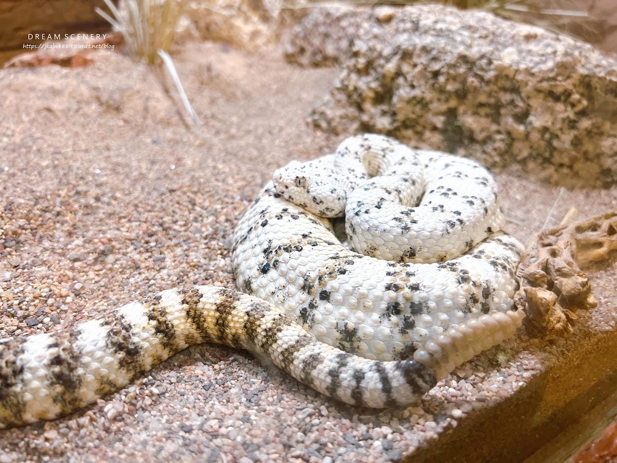【美國-Arizona】城市級動物園│鳳凰城動物園│Phoe