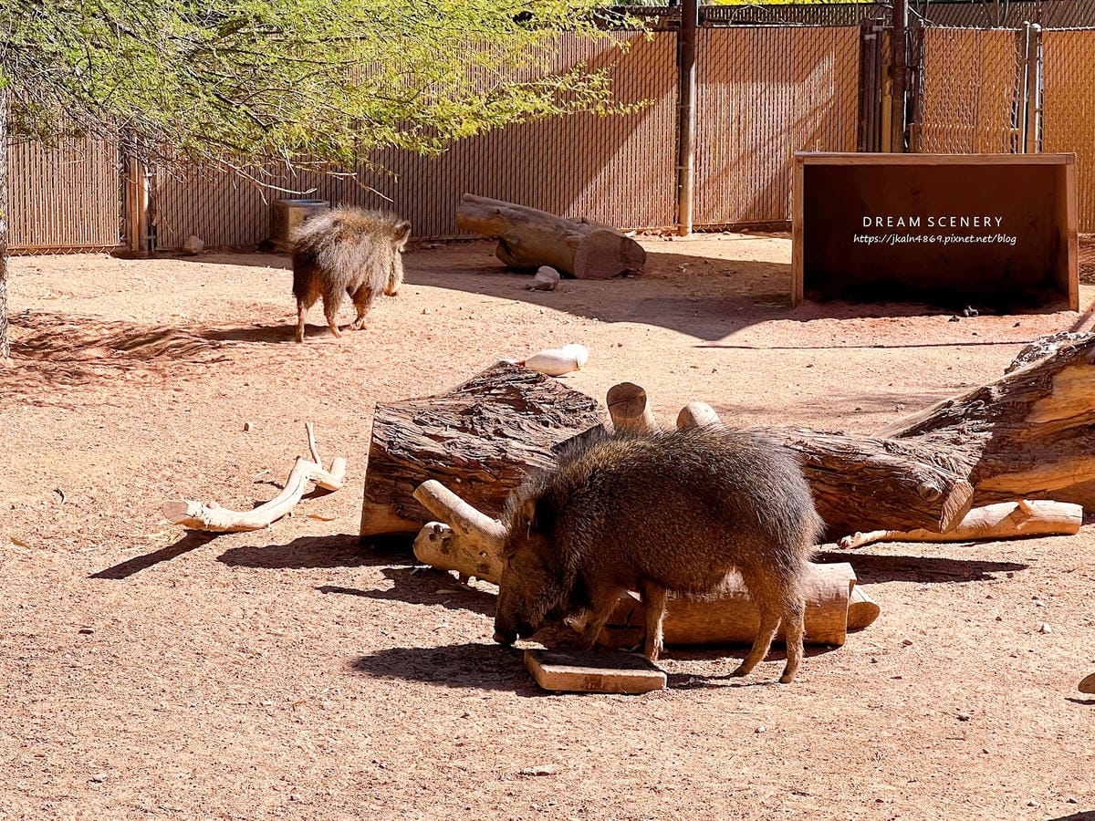 【美國-Arizona】城市級動物園│鳳凰城動物園│Phoe