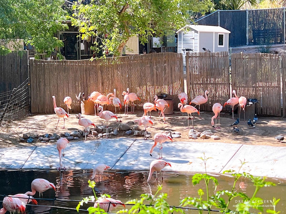 【美國-Arizona】城市級動物園│鳳凰城動物園│Phoe