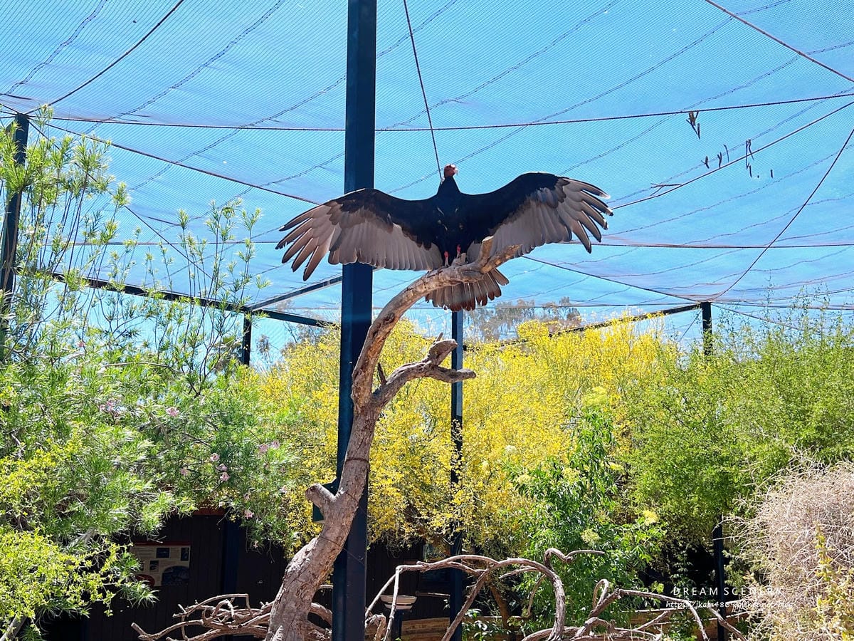 【美國-Arizona】城市級動物園│鳳凰城動物園│Phoe