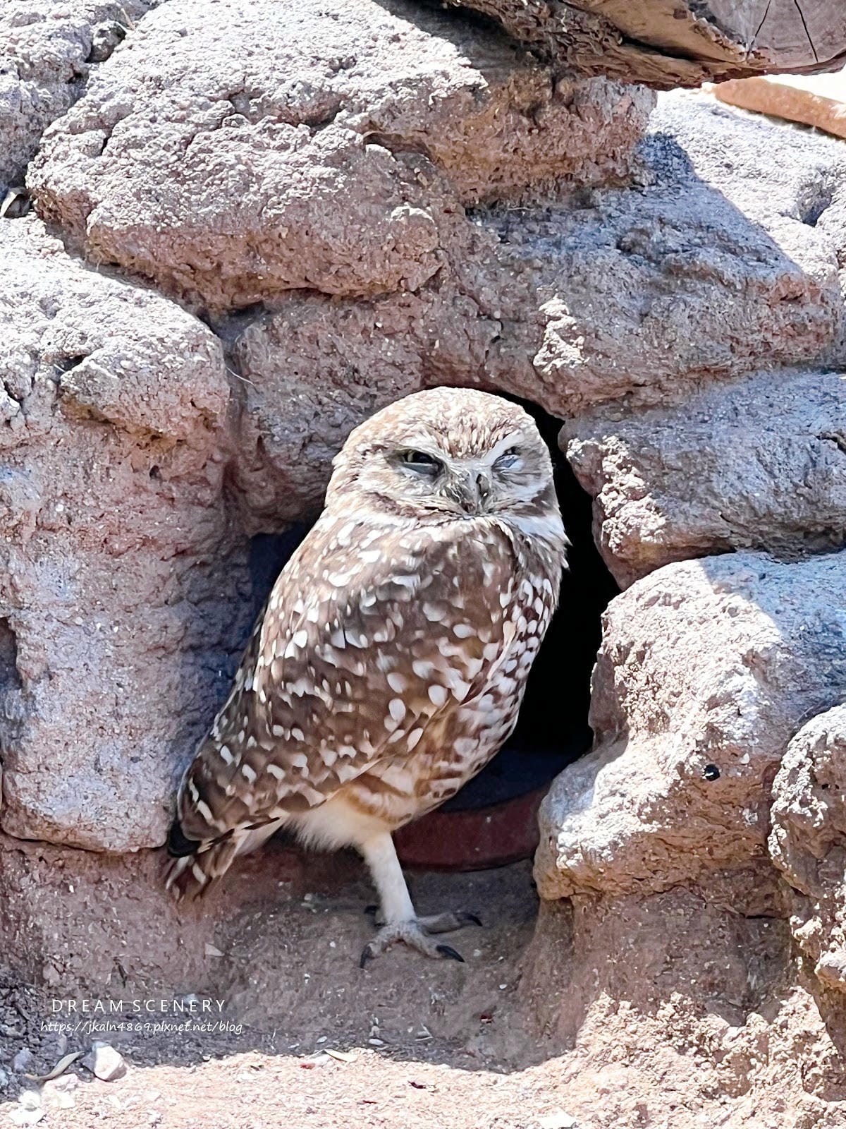 【美國-Arizona】城市級動物園│鳳凰城動物園│Phoe