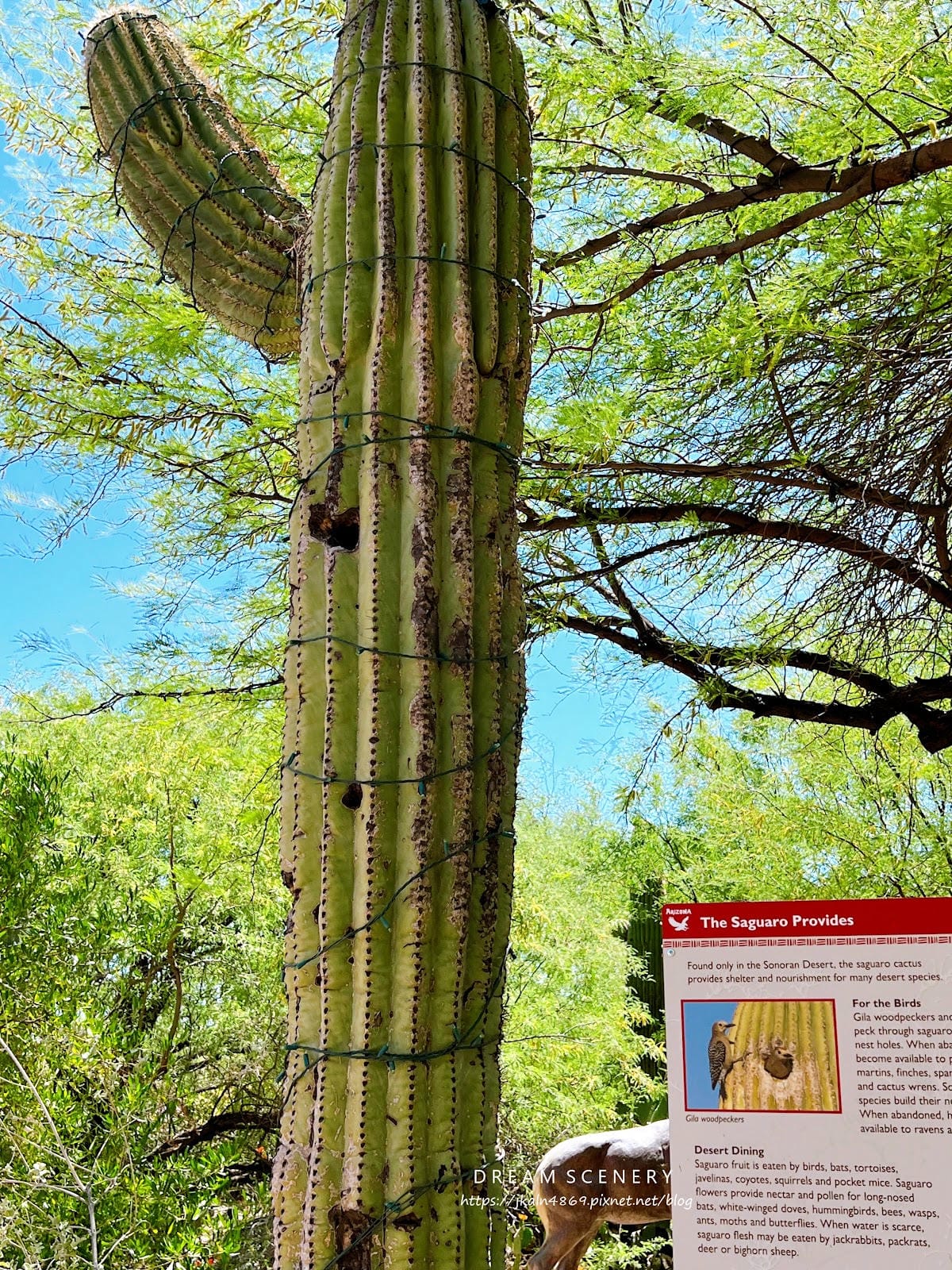 【美國-Arizona】城市級動物園│鳳凰城動物園│Phoe