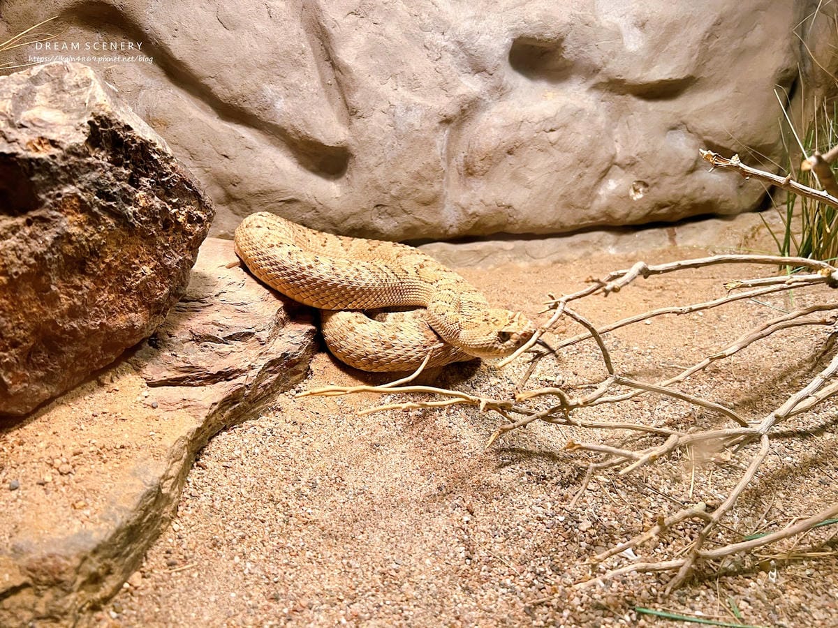 【美國-Arizona】城市級動物園│鳳凰城動物園│Phoe