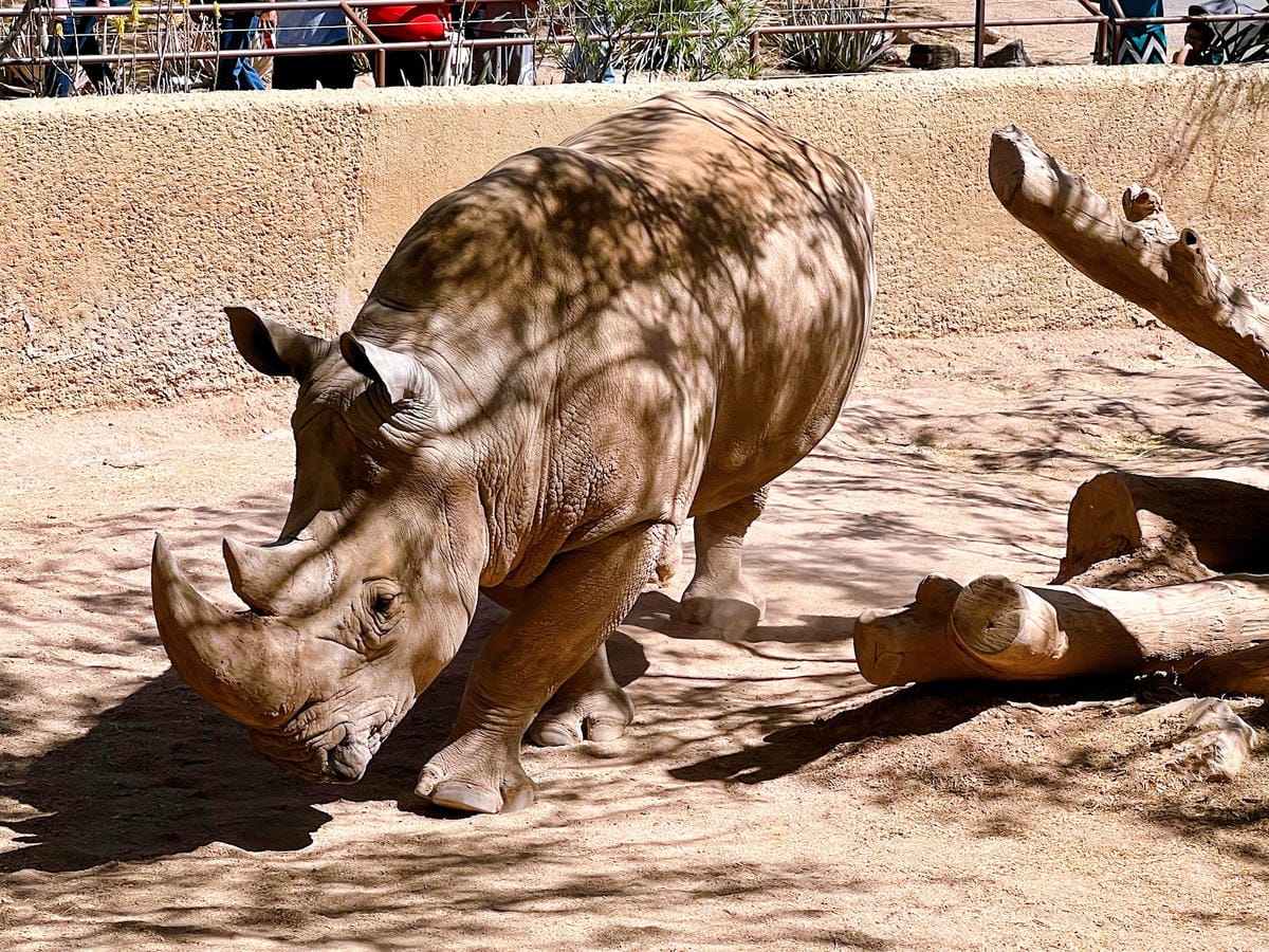 【美國-Arizona】城市級動物園│鳳凰城動物園│Phoe